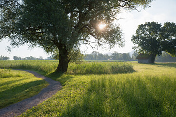idyllic walkway near Schlehdorf, along the wetlands, bavarian landscape in spring, morning scenery
