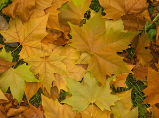 autumn maple leaves on the ground