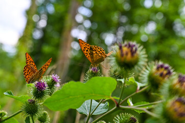Two silver-washed fritillaries (Argynnis paphia) collecting nectar of a pink blooming thistle.