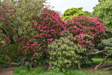Fototapeta na wymiar Pink English Roseum - Rhododendron
