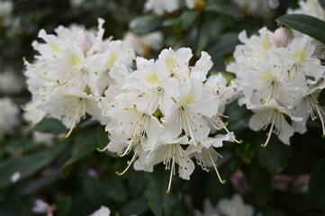 White English Roseum - Rhododendron