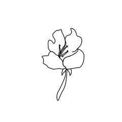 Vector Asian flower in doodle style Spring botanical illustration for Chinese New Year.Cherry blossom sakura  with black hand drawn line.Design cards,social media,weddings,stickers,coloring books.