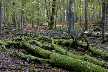 Dead, fallen trees in primeval forest. Nature Reserve Brzeki, Poland, Europe. Ecology concept....