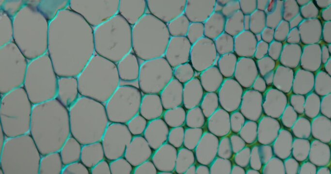 mint stem tissue under the microscope 200x