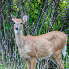 White-tailed doe (Odocoileus virginianus) standing in the forest during summer. Selective focus, background blur and foreground blur.
