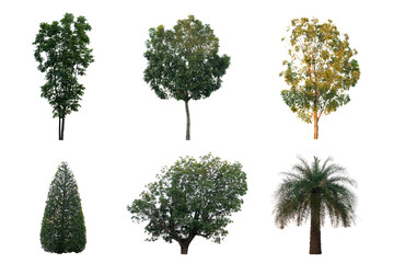 Isolated trees set green natural on white background for use design work, architectural design, website and other. Clipping path.