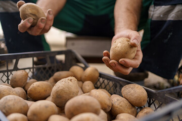 Senior male farmer with gathered potatoes, closeup. Cropped view of man holding dirty natural potatoes