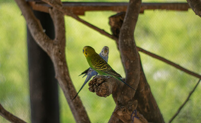 birds on a branch

