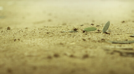Ants carrying small leaves