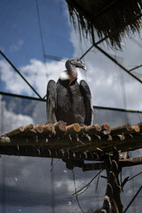 Condor