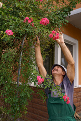 Man gardener cut the rose bush in the wonderful garden on a sunny day.