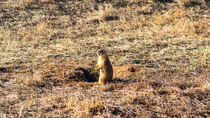 Black-Tailed Prairie Dog 
