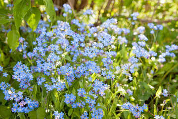 Obraz na płótnie Canvas Meadow plant background: blue little flowers - forget-me-not close up and green grass.