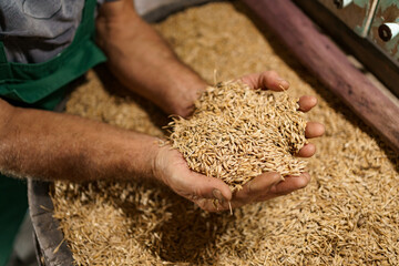 Cropped hand holding grains against rural landscape. Wood barrel full of ripe golden oat whole grains after harvest on field