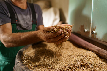 Cropped hand holding grains against rural landscape. Wood barrel full of ripe golden oat whole grains after harvest on field