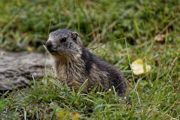 Naklejka na ściany i meble Alpine marmot animal in natural site in Alps mountains. Grass around. France, Europe.