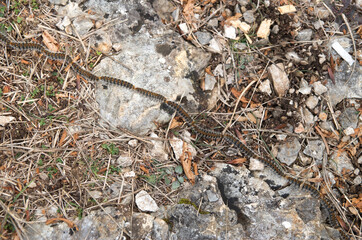 Many caterpillars in a row moving from one pine to another, Europe
