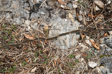 Many caterpillars in a row moving from one pine to another, Europe