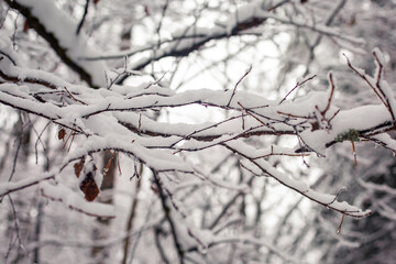 Fototapeta na wymiar Branches under the snow in the forest