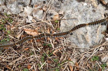 Many caterpillars in a row moving from one pine to another, Europe