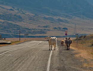 Obraz premium Russia. South of Western Siberia, Mountain Altai. Altai cows return home from the sparse pastures of the rocky steppes.