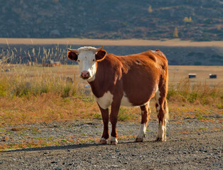 Russia. South of Western Siberia, Mountain Altai. Altai cows return home from the sparse pastures of the rocky steppes.