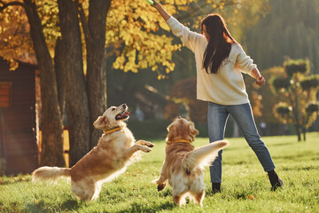 Playing frisbee. Woman have a walk with two Golden Retriever dogs in the park