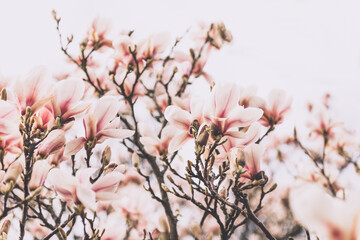 Beautiful Light Pink or Purple Magnolia Tree with Blooming Flowers during Springtime in English Garden, UK
