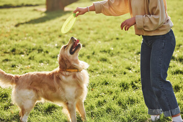 Frisbee game. Young woman have a walk with Golden Retriever in the park