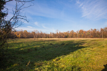 Fototapeta premium autumn landscape with trees