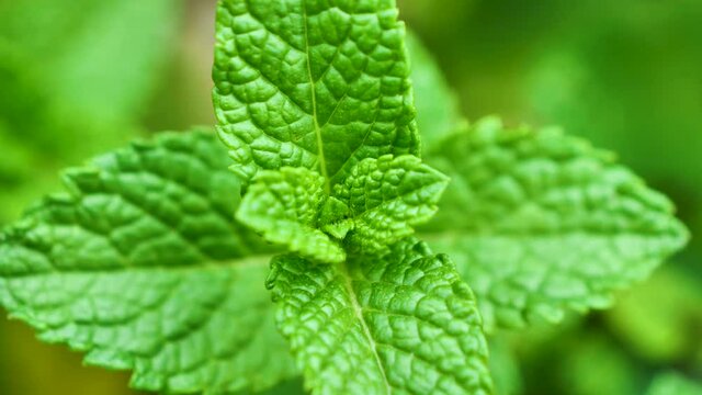 close up on mint leaf