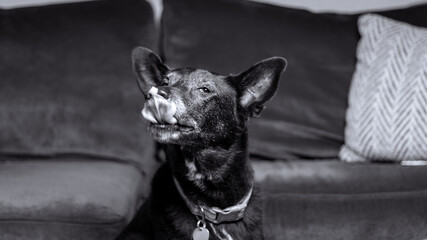 Black Lab German Shepherd