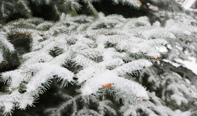 Winter in the country. Fir trees in the snow. White background