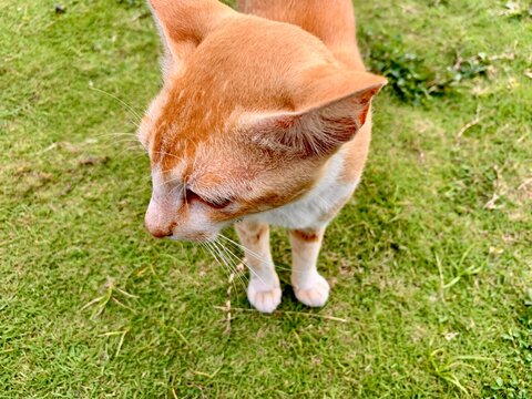 Close up view of an orange cat in the yard
