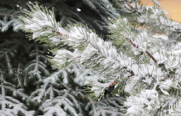 Winter in the country. Fir trees in the snow. White background