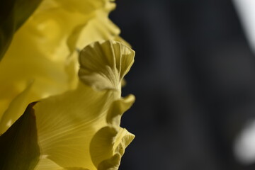 yellow flower 