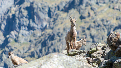 Stainbocks watching for threats, Val Veny, Italian Alps, Italy