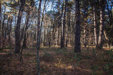 autumn forest in the morning