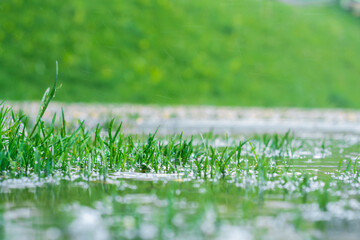 green grass in a puddle during the rain