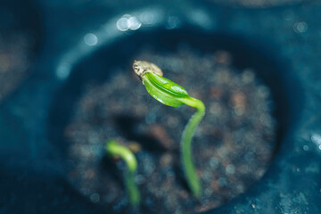 Sapling of a plant. young tree.