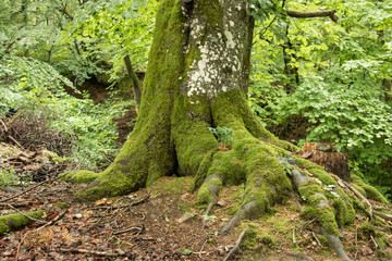 Moosbildung und Wurzeln im Wald