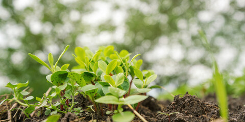 green basil seedling leaves grow on vegetable bed closeup