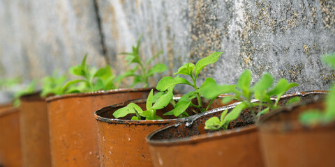 small green eggplants seedlings in brown ceramic pot
