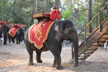 elefante cambogia
