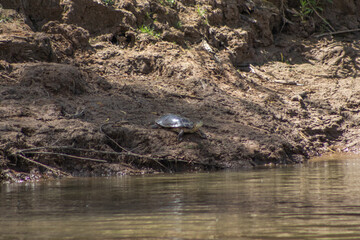 Tortuga