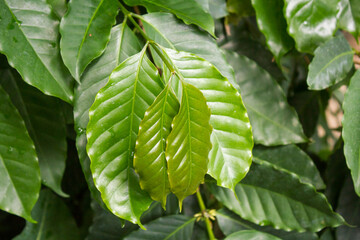 Beautiful green leaves of a coffee tree (coffea arabica)