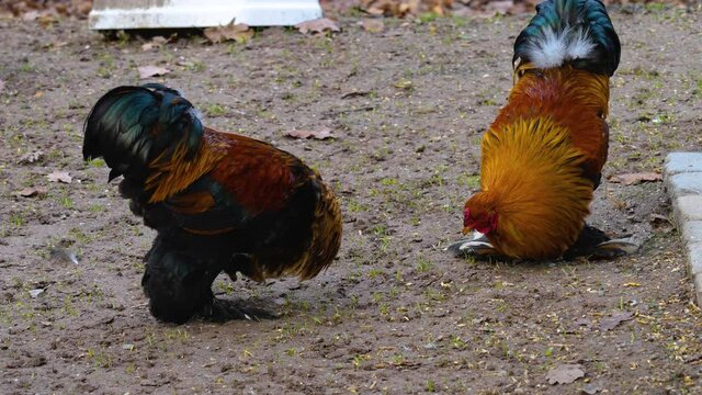 Close up of a natural behaviour rooster cock fight on a farm.