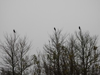 Crows in Trees - Winter