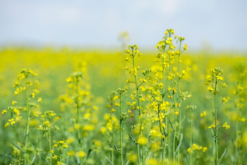 Detail of flowering rapeseed field, canola or colza (Brassica Napus). Plant for green energy and oil industry. Source of vegetable oil and a source of protein flour. Rape seed on blue sky background