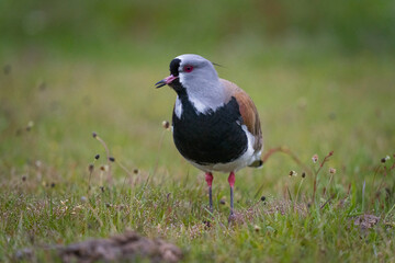 The southern lapwing (Vanellus chilensis)